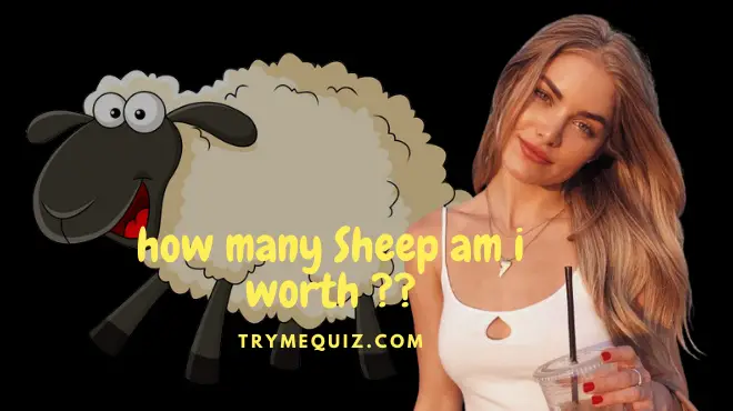 How many sheep am I worth